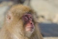 Snow Monkey Emotions and Expressions: Consternation Royalty Free Stock Photo