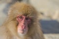 Snow Monkey Emotions and Expressions: Disbelief