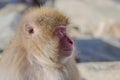 Snow Monkey Expressions: Drifting Away, Profile