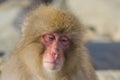 Snow Monkey Expressions: Sleepiness Royalty Free Stock Photo