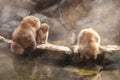 Snow monkey family at hot spring Royalty Free Stock Photo