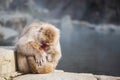 Snow monkey family hug at hot spring onsen Royalty Free Stock Photo