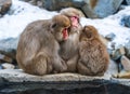 Snow monkey family, Jigokudani Monkey Park, Nagano, Japan Royalty Free Stock Photo