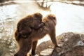 Snow monkey family at onsen pool, Yamanouchi Royalty Free Stock Photo