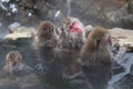 Snow monkey family taking the hot spring, in Nagano Royalty Free Stock Photo