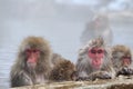 Snow monkey family taking the hot spring, in Nagano Royalty Free Stock Photo