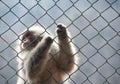 Snow monkey gripping a wire mesh fence Royalty Free Stock Photo