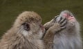 Snow Monkey Grooming