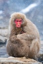 Snow monkey holding baby monkey in a snowstrom, Jigokudani Monkey Park, Nagano, Japan