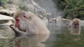 Snow Monkey in hot pool Royalty Free Stock Photo