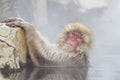 Snow Monkey In Hot Spring Royalty Free Stock Photo