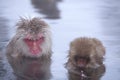 Snow monkey in hot spring Royalty Free Stock Photo