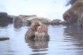Snow monkey in hot spring Royalty Free Stock Photo