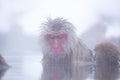 Snow monkey in hot spring Royalty Free Stock Photo