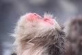 Snow monkey in hot spring Royalty Free Stock Photo