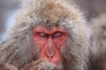 Snow monkey in hot spring Royalty Free Stock Photo