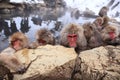 Snow monkey in hot spring