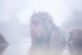 Snow monkey in hot spring Royalty Free Stock Photo