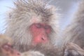 Snow monkey in hot spring Royalty Free Stock Photo
