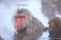 Snow monkey in hot spring Royalty Free Stock Photo