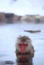 Snow monkey in hot spring Royalty Free Stock Photo
