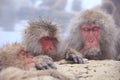 Snow monkey in hot spring Royalty Free Stock Photo
