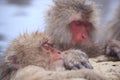 Snow monkey in hot spring Royalty Free Stock Photo
