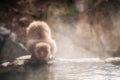Snow monkey at hot spring in Jigokudani park Royalty Free Stock Photo