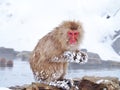 snow monkey at hot spring