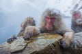 Snow Monkey in hot water at Jigokudani Onsen in Naga