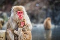 Snow monkey hug at Jigokudani Park Royalty Free Stock Photo