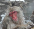 Snow Monkey, Japan