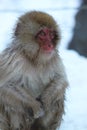 Snow Monkey in Japan