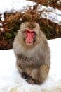 Snow Monkey (Japanese Macaque) Royalty Free Stock Photo