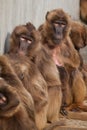 A snow monkey Japanese Macaque cuddling her baby near a warm spring Royalty Free Stock Photo