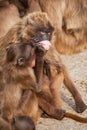 A snow monkey Japanese Macaque cuddling her baby near a warm spring Royalty Free Stock Photo