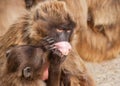 A snow monkey Japanese Macaque cuddling her baby near a warm spring Royalty Free Stock Photo