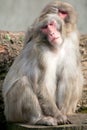 A snow monkey Japanese Macaque cuddling her baby near a warm spring Royalty Free Stock Photo