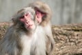 A snow monkey Japanese Macaque cuddling her baby near a warm spring Royalty Free Stock Photo