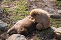 Snow monkey Japanese Macaque groom and find tick at Jigokudani Royalty Free Stock Photo