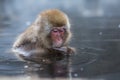 Snow monkey or Japanese Macaque in hot spring onsen Royalty Free Stock Photo