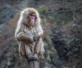 Snow monkey or Japanese Macaque in hot spring onsen Royalty Free Stock Photo