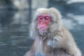 Snow monkey or Japanese Macaque in hot spring onsen Royalty Free Stock Photo