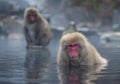 Snow monkey or Japanese Macaque in hot spring onsen Royalty Free Stock Photo