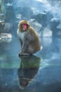 Snow monkey or Japanese Macaque in hot spring onsen Royalty Free Stock Photo