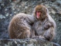 Snow monkey or Japanese Macaque in hot spring onsen Royalty Free Stock Photo