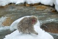 Snow monkey. The Japanese macaque . Royalty Free Stock Photo