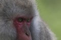 Snow monkey, japanese macaque, portrait, expression Royalty Free Stock Photo