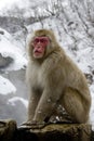 Snow monkey or Japanese macaque, Macaca fuscata