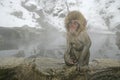 Snow monkey or Japanese macaque, Macaca fuscata Royalty Free Stock Photo